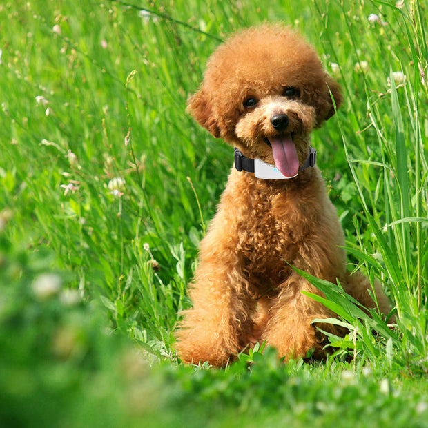MINI PET GPS WATERPROOF TRACKER