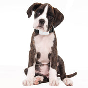 MINI PET GPS WATERPROOF TRACKER